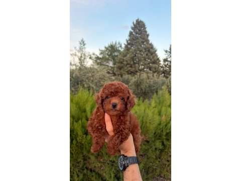 Safkan dişi erkek toy poodle yavrular