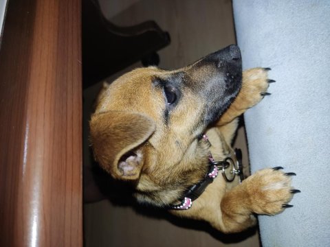 3 aylık iç dış parazit aşısı yapılmıştır terrier melezi