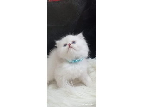 British longhair ve shorthair kedimiz