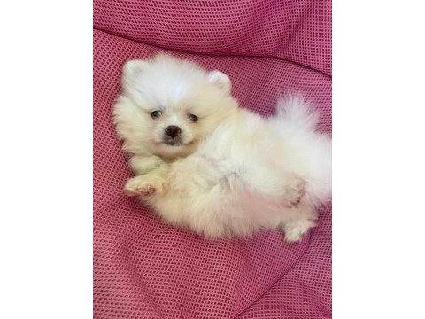 2 aylık pomerian
