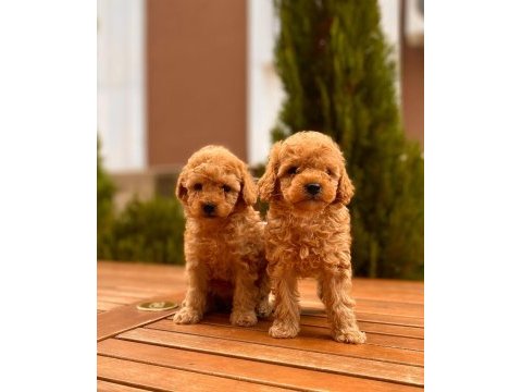Red toy poodle yavrular