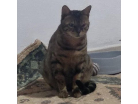 Bengal saf kan orijinal