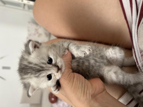 British ve scottish kedi yavruları