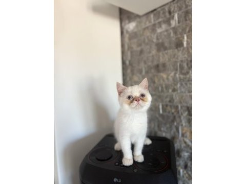  brıtısh shorthairred point  yavrularım 