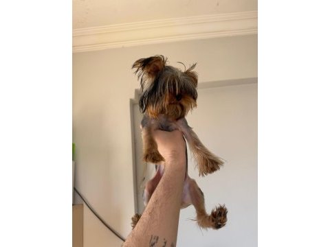 6 aylık erkek yorkshire terrier