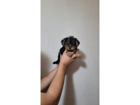 Tea cup yorkshire terrier
