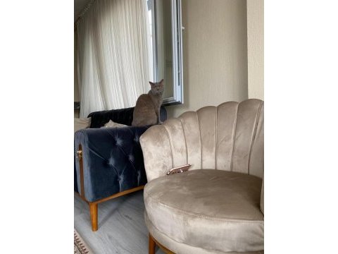 Damızlık british shorthair 3 yaşında