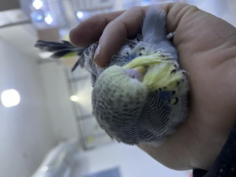 Şov muhabbet kuşu yavrular