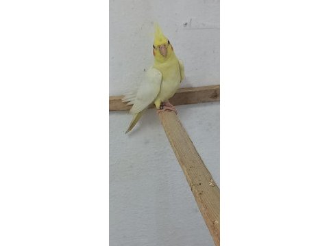 Yeni yeme düşmüş bebek kediler