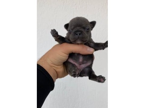 Blue dişi french bulldog yavrular
