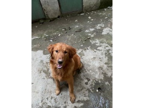 Golden retriever erkek