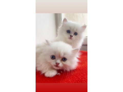 Show brıtısh longhair kediler