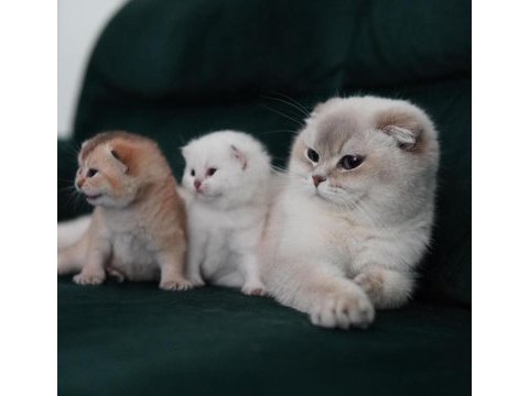 Üst kalite scottish fold yavrularımız