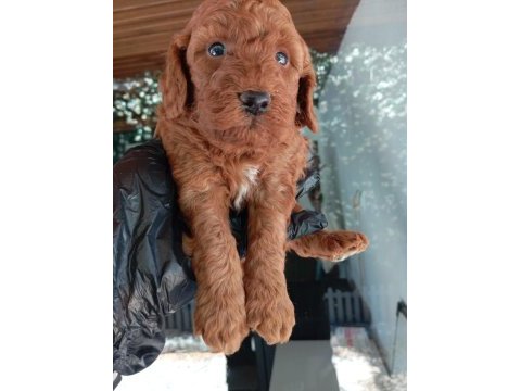 Irk ve sağlık garanti red brown poodle yavrularım