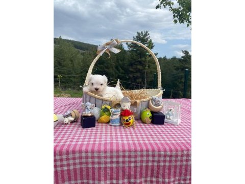 A şecereli kore babadan mükemmel yavru köpekler