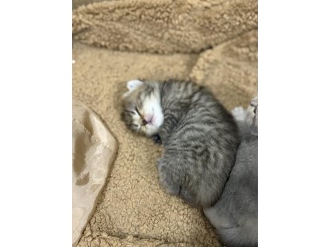 Tabby cinsi scottish fold kızımız yuvasını arıyor