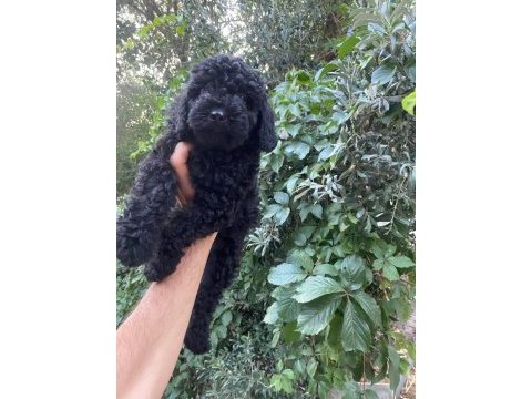 Çok sevimli ve oyuncu siyah toy poodle yavrularımız