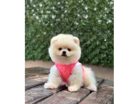 Pomeranian boo köpeği