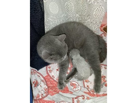 Ücretli sahiplendirme scottish fold