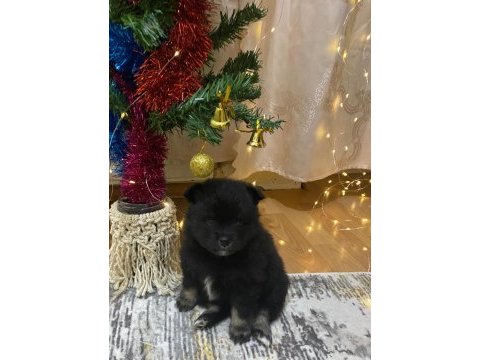 Pomeranian yavrularımıza yeni yuva arıyoruz