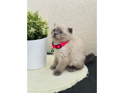 Scottish fold bluepoint
