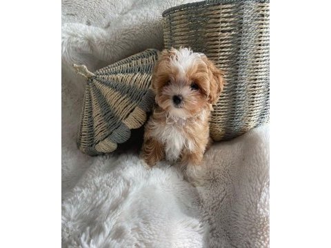 Üst kalite maltipoo bebekler