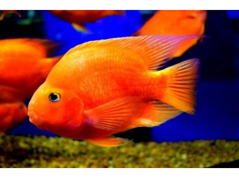 Portakal renkli yetişkin papağan cichlid balığı