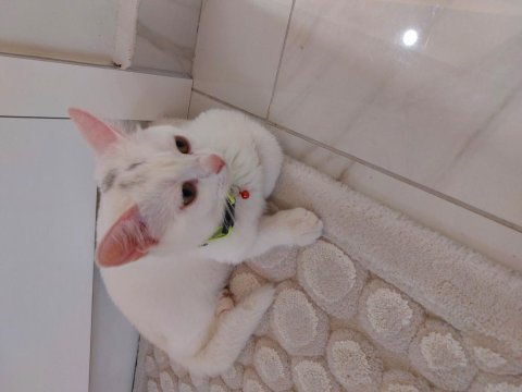 British shorthair cinsi 4 aylık erkek kedimiz