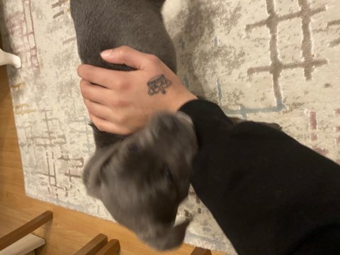 2 aylık cane corso