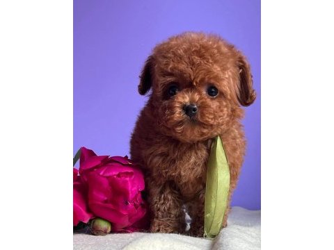 Eğitimli kore toy poodle yavrular