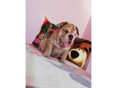 Efsane anatomi orijinal english bulldog yavrular