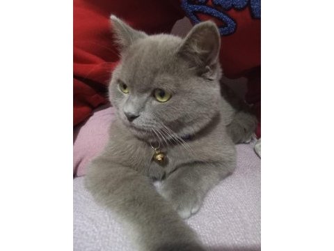 British shorthair lilak erkek sahiplendirilecek