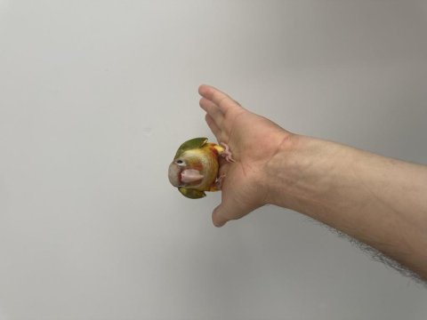 Full evcil yeni yeme düşmüş bebek konur papağanı
