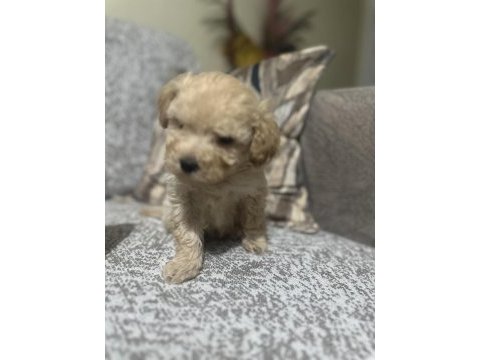 Maltipoo erkek micro kore
