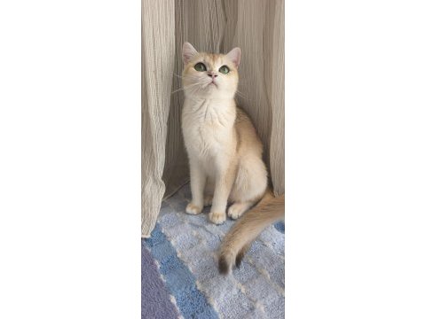 British shorthair golden yavru