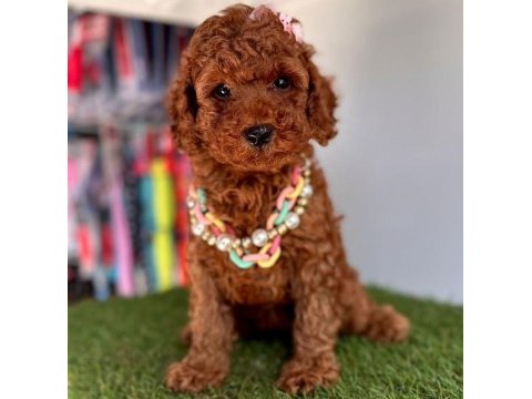 Sevimli toy poodle yavrularımız