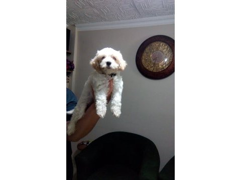 Orjinal maltese terrier