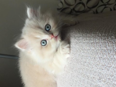 Acil sahiplendirilecek british longhair yavru