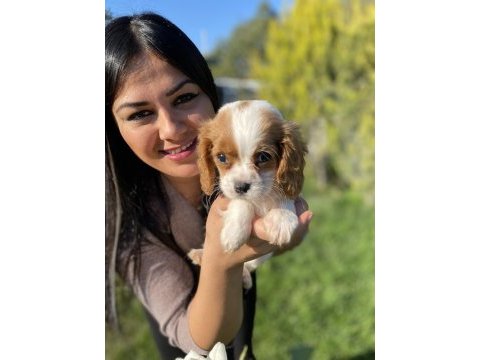 Sağlık ve ırk garantili cavalier king charles yavrularım