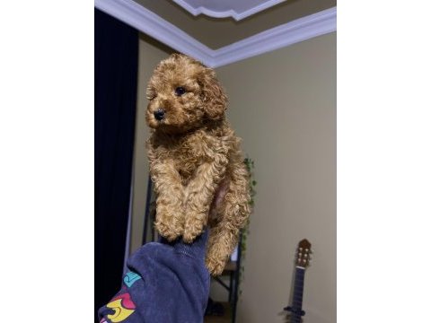 Ev doğumu toy poodle bebekler