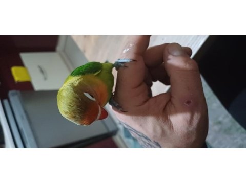 4 aylık ve yeni sevda papağanı bebekler ele alıştırmalık