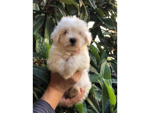 Maltese terrier yavrulari