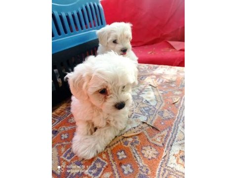 Terrier maltese