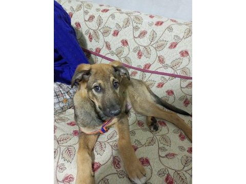 Köpeğimiz için telefonla iletişime geçebilirsiniz