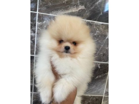 Tea cup pomeranian