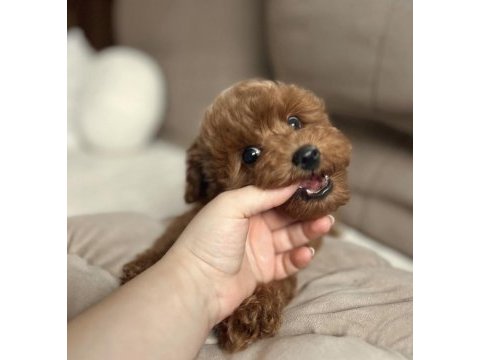 Tuvalet eğitimli maltipoo yavrular