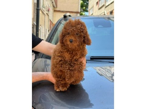 Toy poodle köpeği