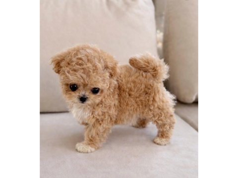 Aşılı toy poodle yavrular yeni ailesini bekliyor