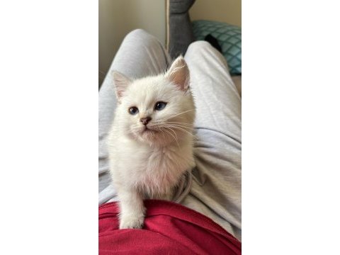 2 aylık dişi british shorthair blue point yavru
