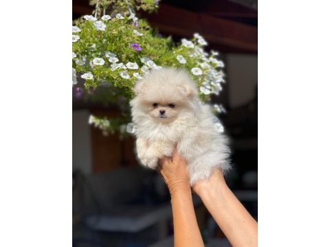Pomeranian boo yavrularımız evinizin neşesi olacaktır 
